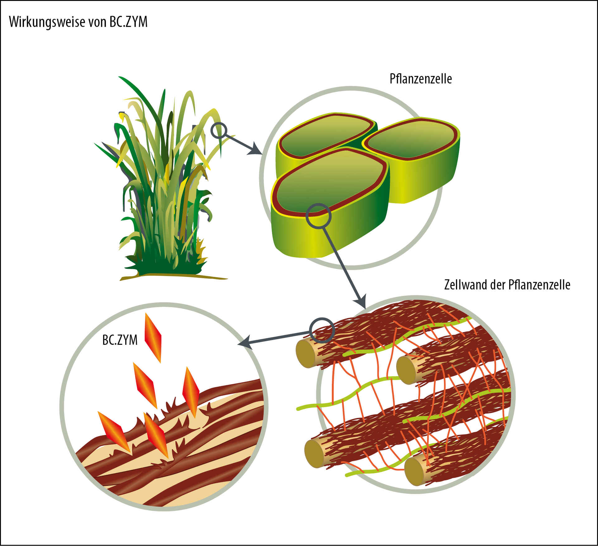 Effet des enzymes