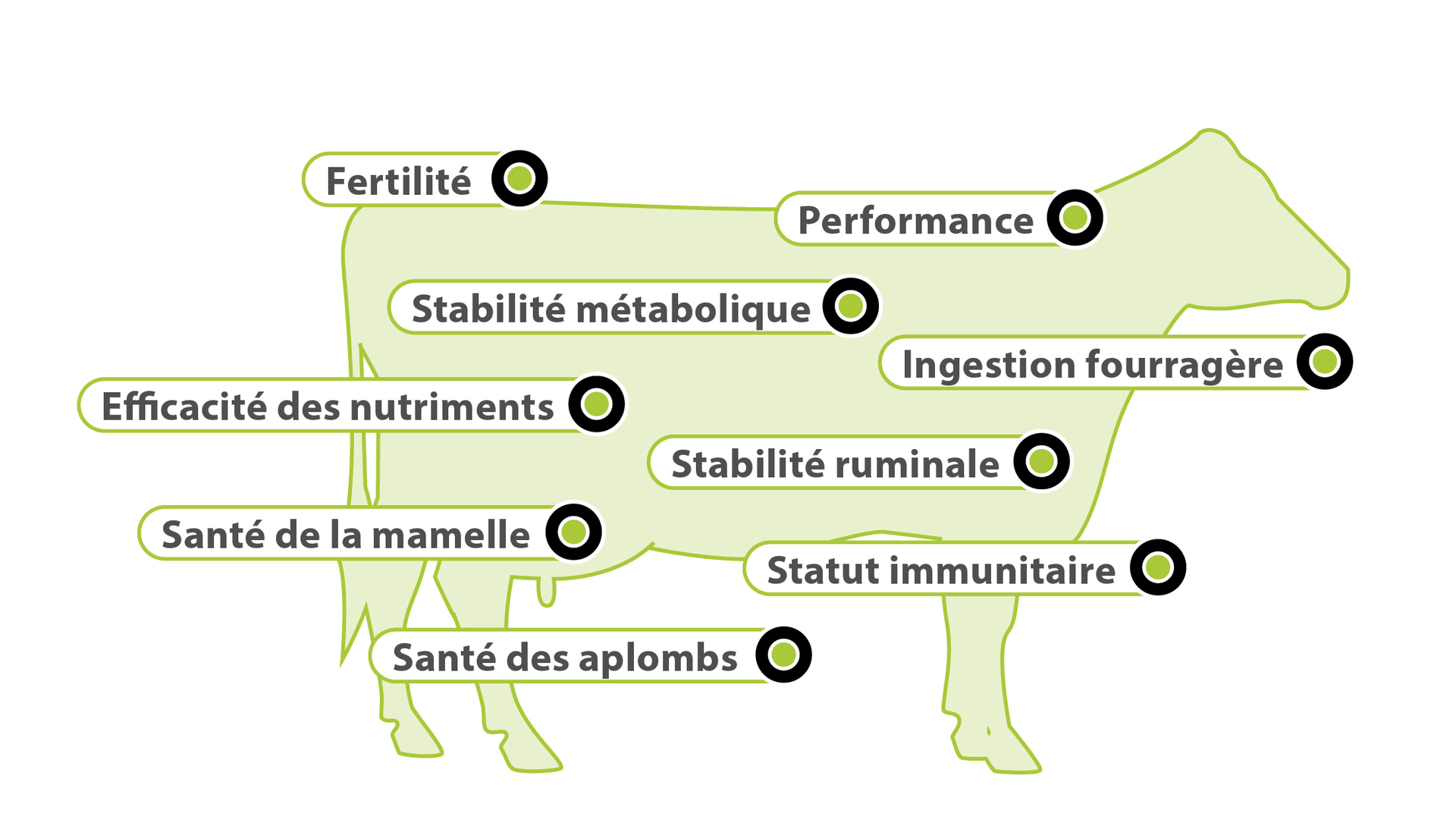 AMINOTRACE por les beufs