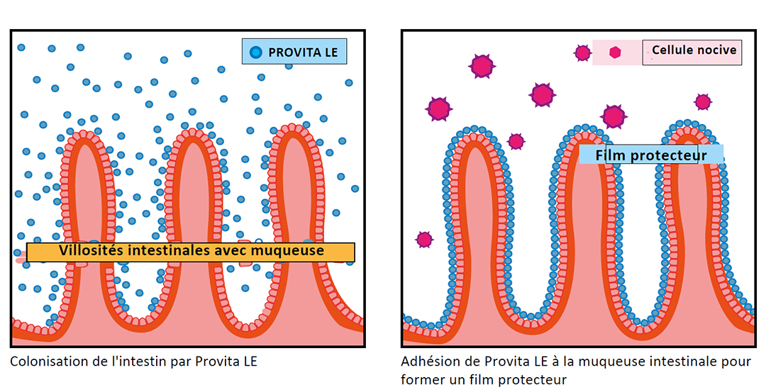 Formation d'un film protecteur sur la muqueuse intestinale par PROVITA LE
