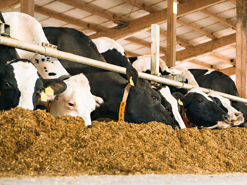 SCHAUMASIL - Des rations stables et appétentes pour bovins