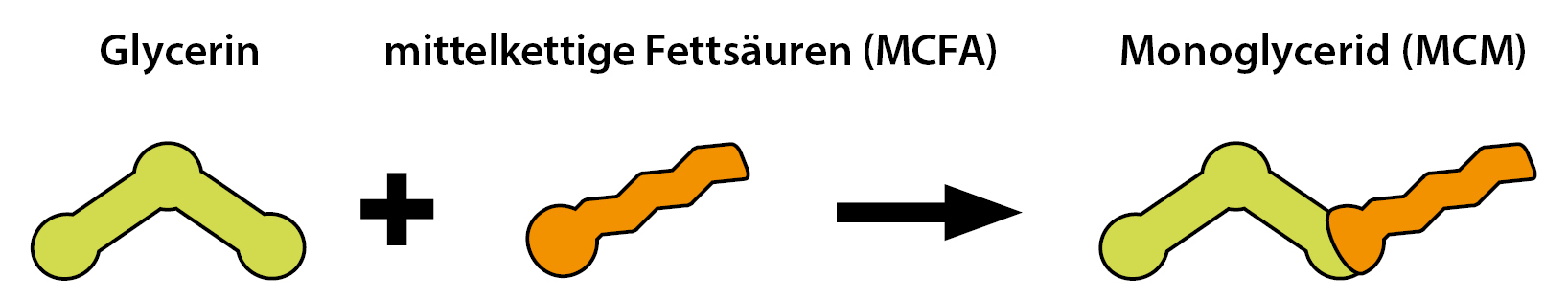 molécules d'acides gras à chaîne moyenne (MCFA) et leurs monoglycérides (MCM)