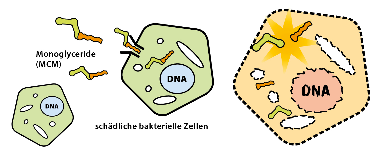 Monoglycérides et cellules nocives