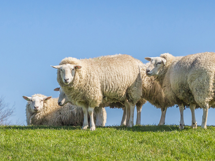 Produkte für Schafe