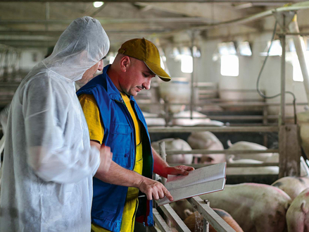 Tipps in der Schweinehaltung